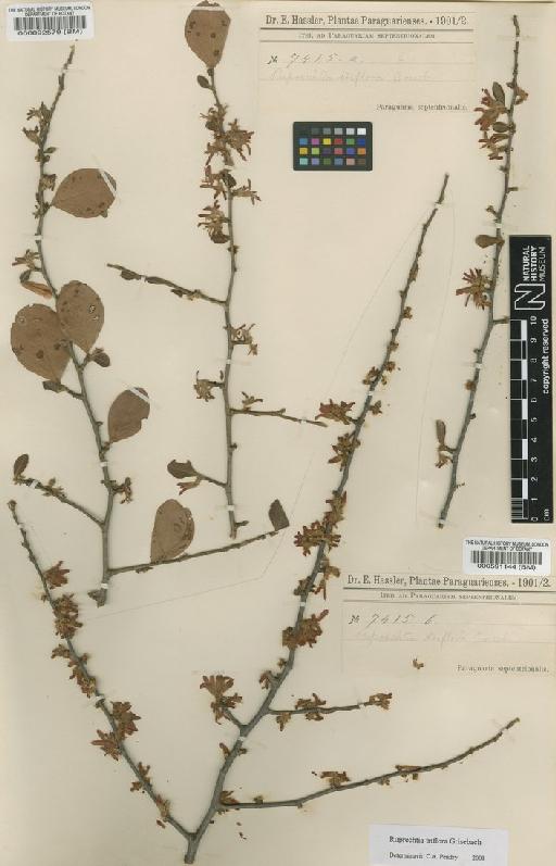 Ruprechtia triflora Griseb. - BM000591144