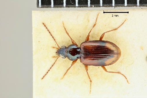 Bembidion sillemi Netolitzsky, 1935 - 2017-03-19 14-01-20 (C)-Bembidion-sillemi-NHMUK010580551