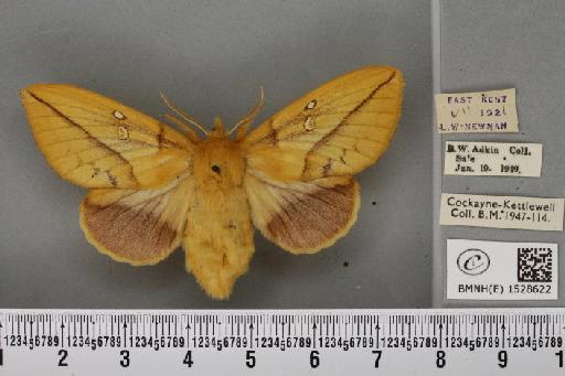 Euthrix potatoria ab. lutescens Tutt, 1902 - BMNHE_1528622_197124