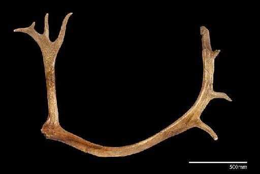 Rangifer tarandus Linnaeus, 1758 - M92822_1 Rangifer tarandus Isleworth Antler