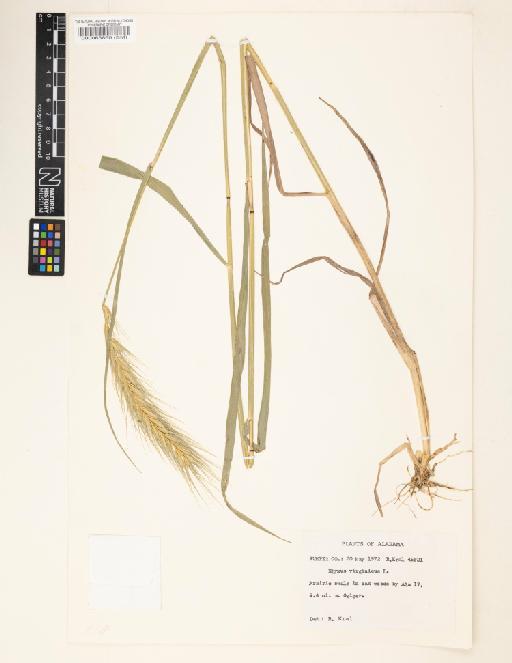 Elymus virginicus L. - 000063860