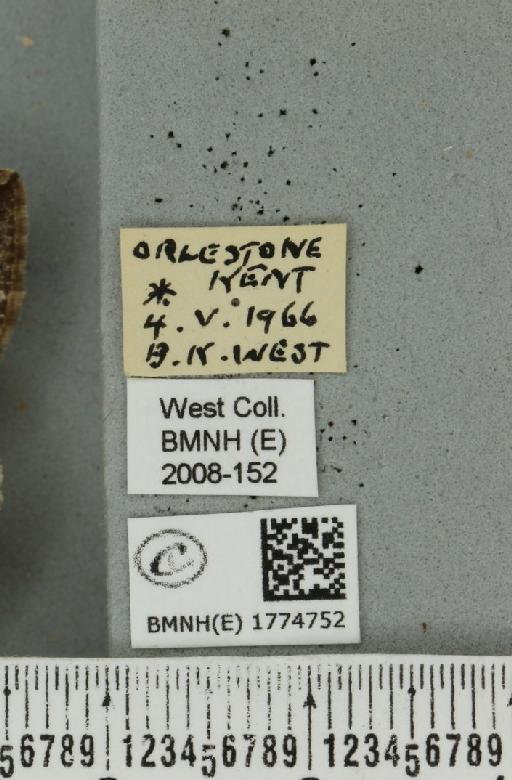 Dysstroma truncata truncata (Hufnagel, 1767) - BMNHE_1774752_label_349057