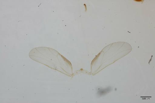 Kleiniella congoensis Hollis, 1976 - 013482903_c