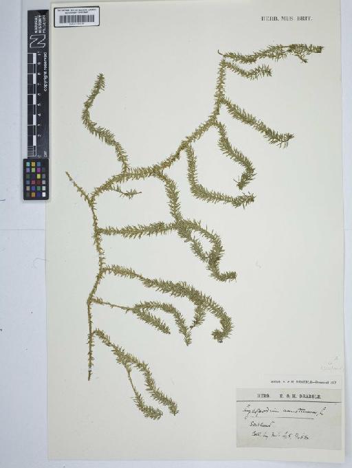 Lycopodium annotinum L. - BM001184278