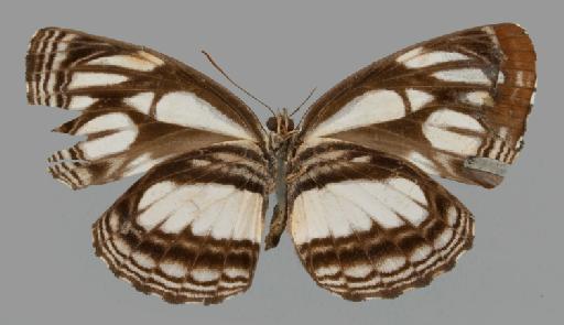 Neptis blandina Cramer - BMNH(E)#1719059_Neptis_blandina_Cramer_holotype_male_ventral