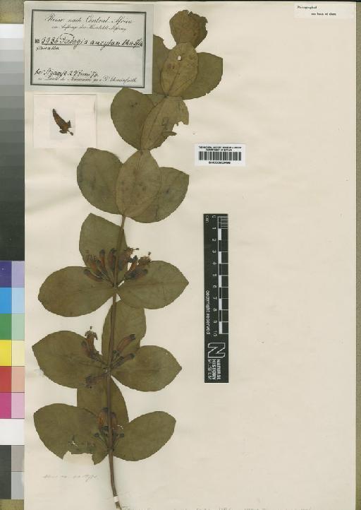 Temnocalyx ancylanthus (Hiern) Robyns - BM000903496