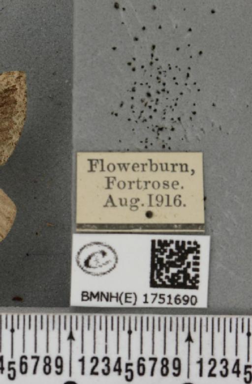 Hydriomena furcata (Thunberg, 1784) - BMNHE_1751690_label_328612