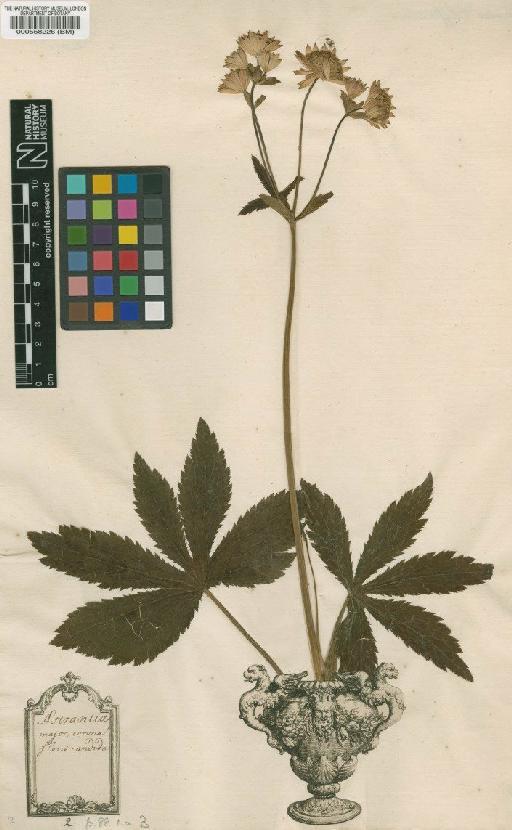 Astrantia major L. - BM000558226