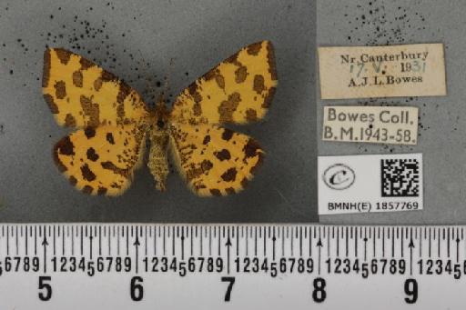 Pseudopanthera macularia (Linnaeus, 1758) - BMNHE_1857769_429551