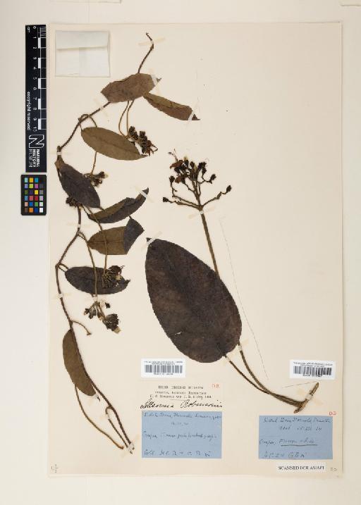 Ipomoea kerinciensis J.R.I.Wood & Scotland - 001014407