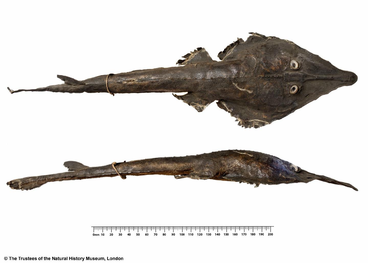 To NHMUK collection (Rhinobatus typus Bennett, 1830; HOLOTYPE; NHMUK:ecatalogue:2584314)