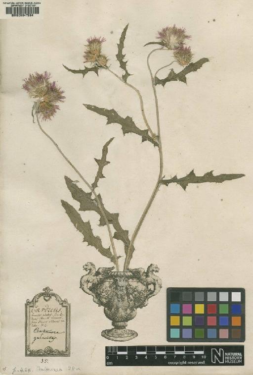 Centaurea galactites L. - BM000647284