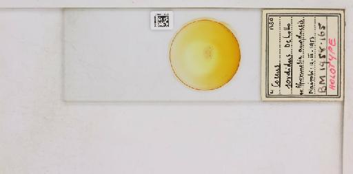 Coccus sordidus De Lotto, 1957 - 010713863__