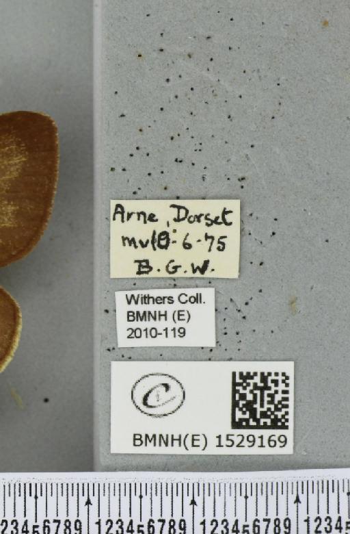 Macrothylacia rubi (Linnaeus, 1758) - BMNHE_1529169_label_196664