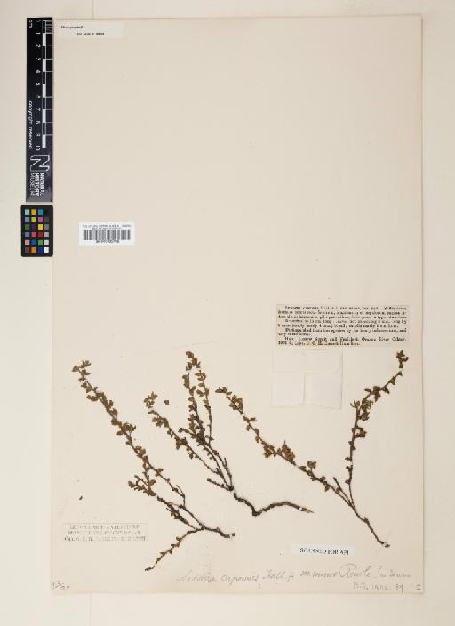 Seddera capensis Hallier f. - 000930448