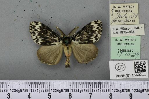 Lymantria monacha (Linnaeus, 1758) - BMNHE_1560211_252188