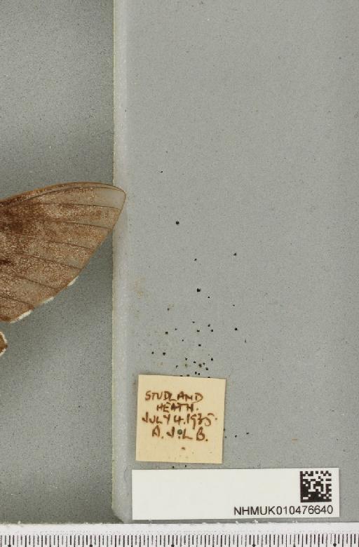 Sphinx pinastri Linnaeus, 1758 - NHMUK_010476640_label_534234