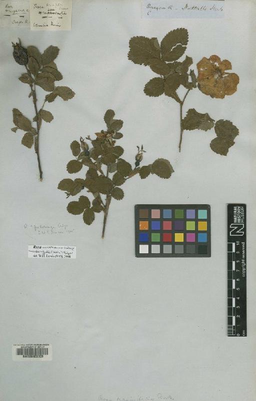 Rosa nutkana subsp. macdougalii (Holz.) Piper - BM000602059