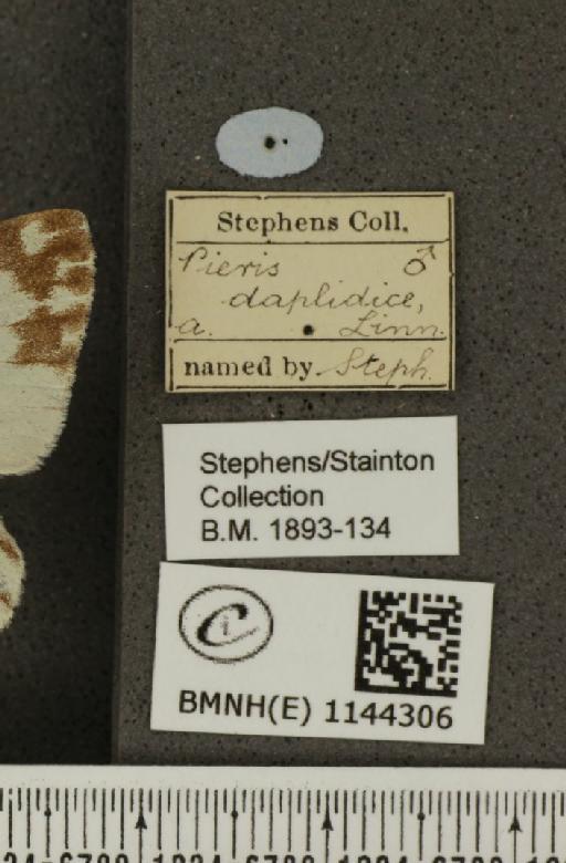 Pontia daplidice (Linnaeus, 1758) - BMNHE_1144306_label_98423