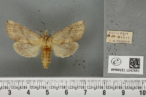Pterostoma palpina palpina (Clerck, 1759) - BMNHE_1542581_246853