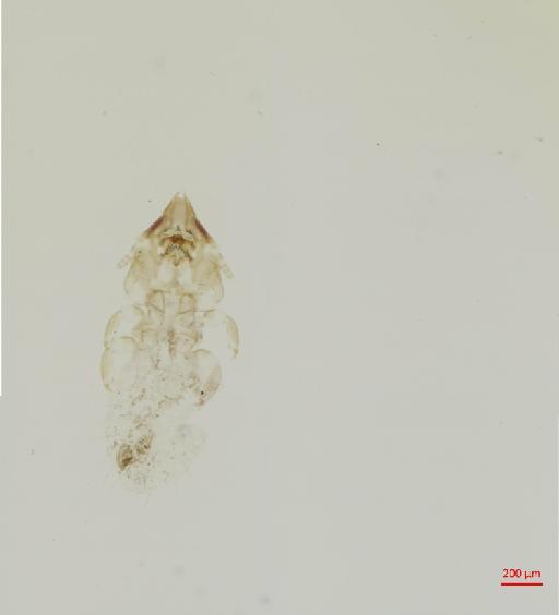 Penenirmus marginatus Tendeiro, 1958 - 010684450__2017_08_10-Scene-2-ScanRegion1