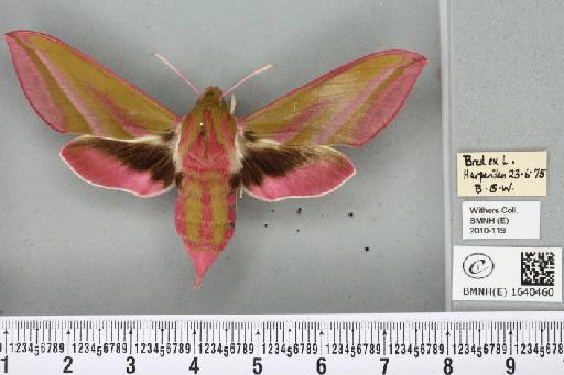 Deilephila elpenor (Linnaeus, 1758) - BMNHE_1640460_206595