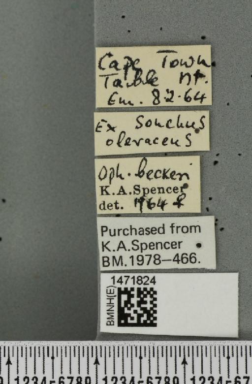 Ophiomyia beckeri (Hendel, 1923) - BMNHE_1471824_label_47039