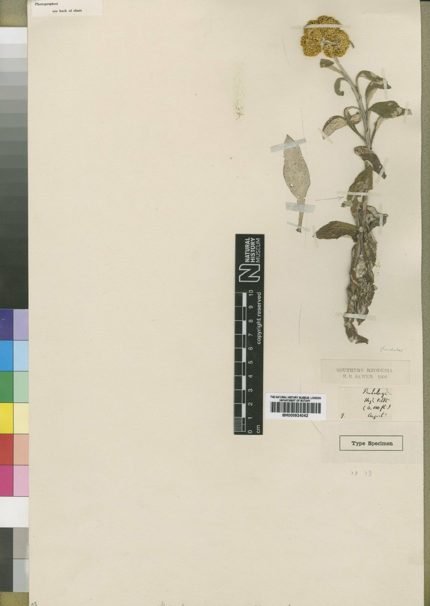 To NHMUK collection (Helichrysum saweri Moore; Type; NHMUK:ecatalogue:4528810)