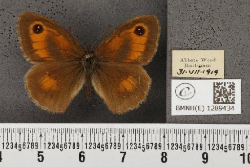 Pyronia tithonus britanniae (Verity, 1914) - BMNHE_1289434_125179