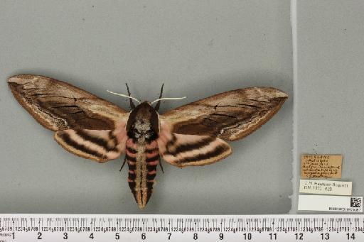 Sphinx ligustri Linnaeus, 1758 - NHMUK_010476057_527504