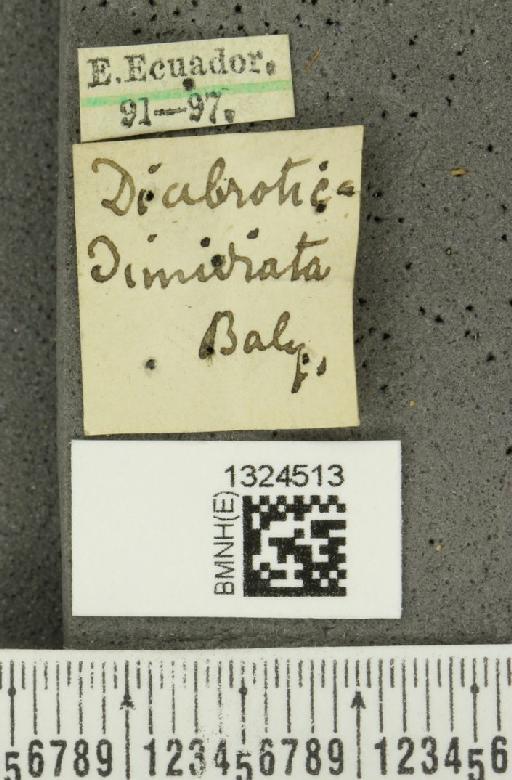 Isotes dimidiata (Baly, 1859) - BMNHE_1324513_label_21786