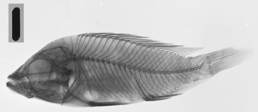 Haplochromis loati Greenwood, 1971 - BMNH 1938.1.13.1, HOLOTYPE, Haplochromis loati, radiograph