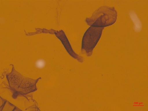 Scolytinae Latreille, 1804 - 010131970___4