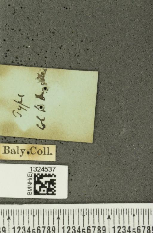 Isotes deyrollei (Baly, 1865) - BMNHE_1324537_a_label_22182