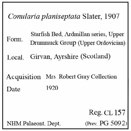 Conularia planiseptata Slater, 1907 - CL 157. Conularia planiseptata (label)