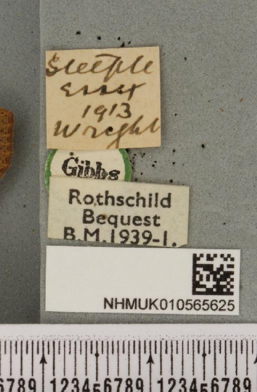 Agrochola lychnidis (Denis & Schiffermüller, 1775) - NHMUK_010565625_label_623181