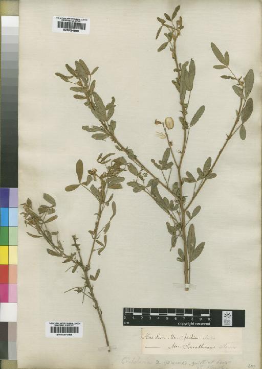 Crotalaria goreensis var. angustifolia Baker - BM000843589