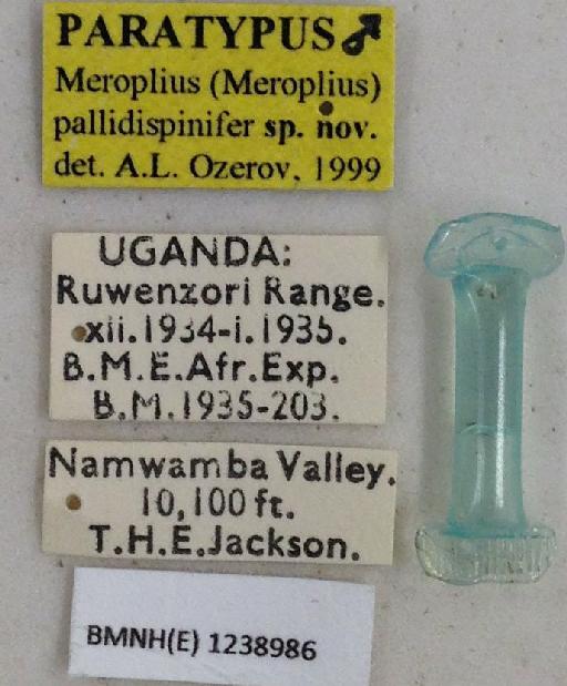 Meroplius (Meroplius) pallidispinifer Ozerov & Ozerov, 1999 - Meroplius_Meroplius_pallidispinifer-BMNHE1238986-paratype_male-labels