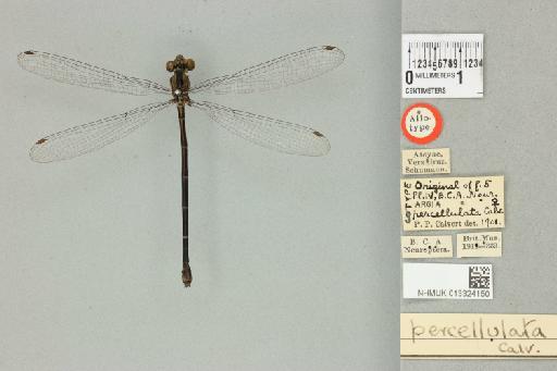 Argia percellulata Calvert, 1902 - 013324150_dorsal