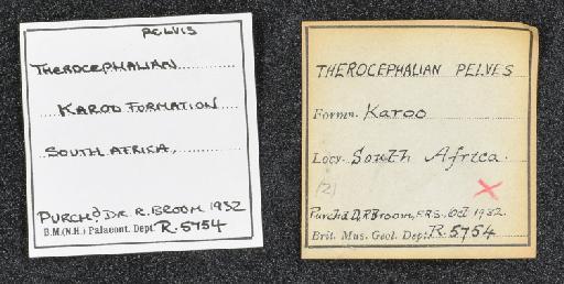 Therocephalia Broom, 1903 - NHMUK PV R 5754 - labels