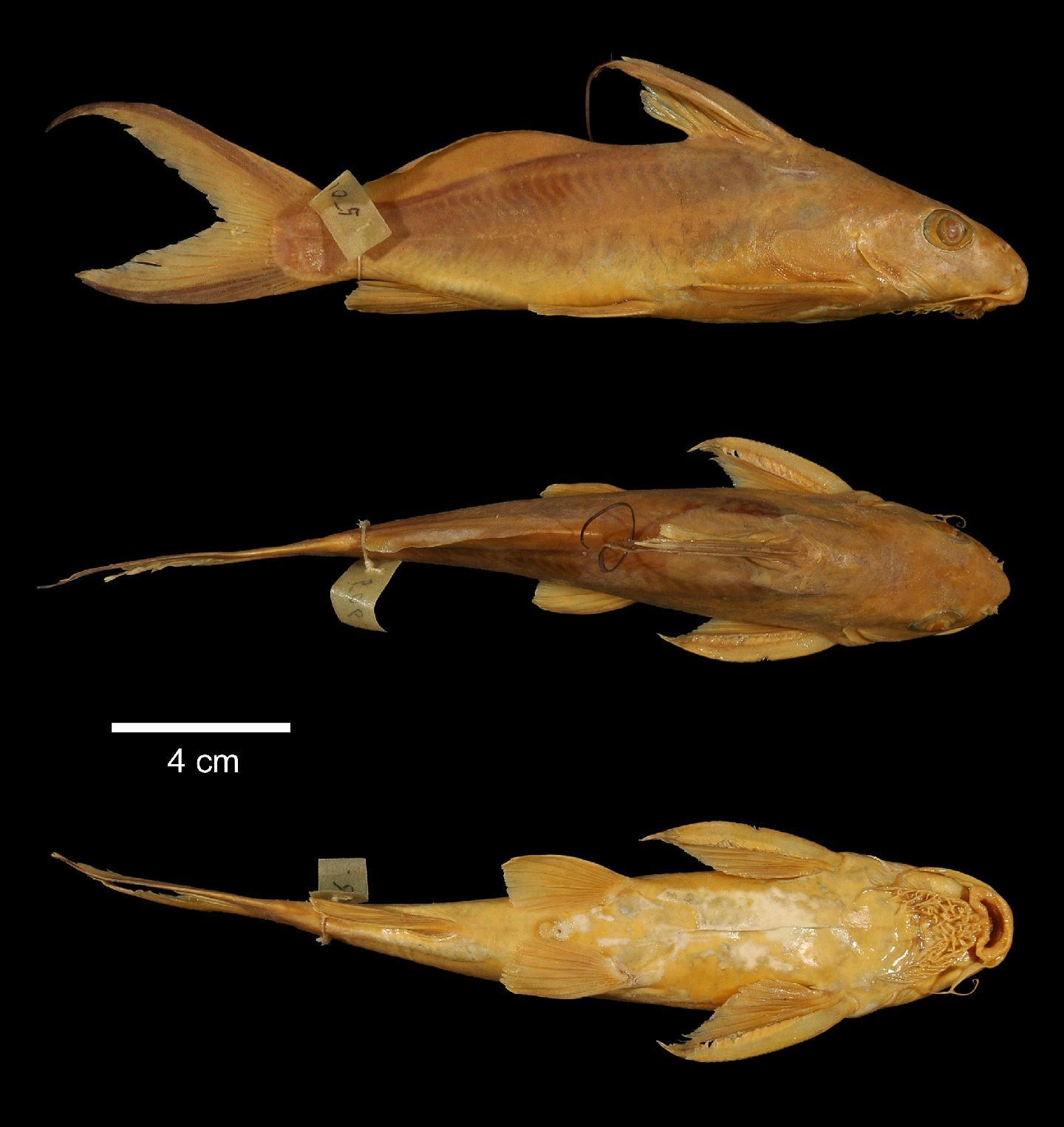 To NHMUK collection (Synodontis filamentosus Boulenger, 1901; HOLOTYPE; NHMUK:ecatalogue:3128573)