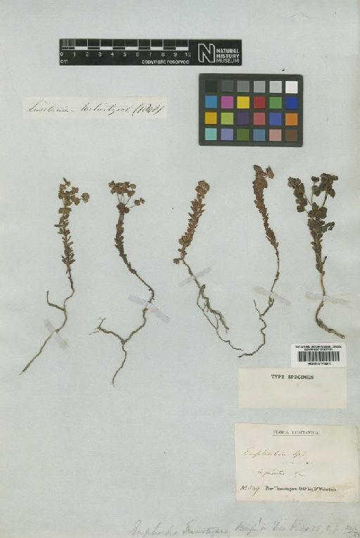 Euphorbia transtagana Boiss. - BM000751481