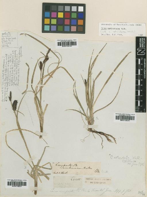 Carex membranacea Hook. - BM001042064