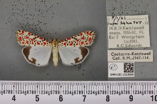 Utetheisa pulchella (Linnaeus, 1758) - BMNHE_1663009_283538