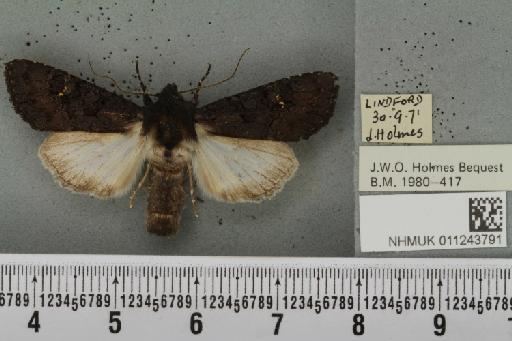 Aporophyla nigra (Haworth, 1809) - NHMUK_011243791_644925