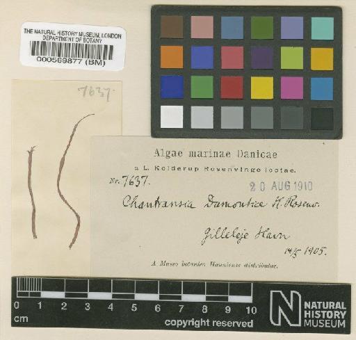 Chantransia dumontiae Rosenv. - BM000569877