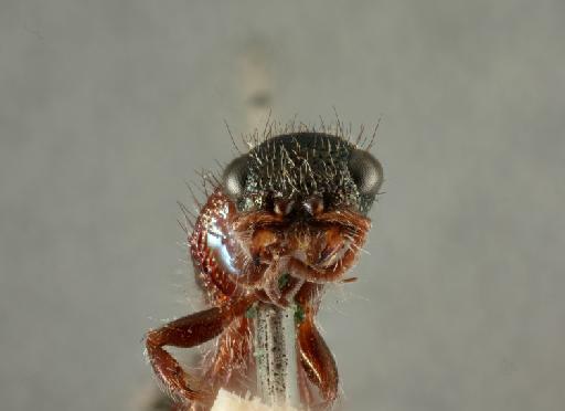 Ephutomorpha aeneidorsis Turner, R.E., 1916 - 010819768_Ephutomorpha_aeneidorsis_Holotype_face3