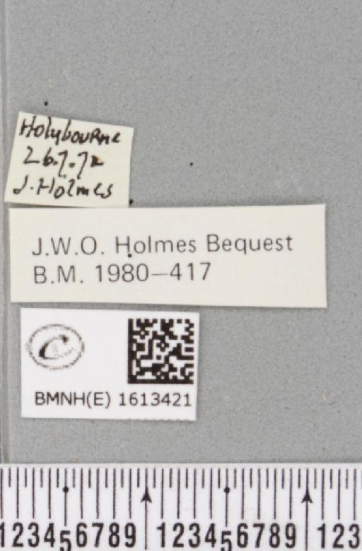 Scotopteryx chenopodiata (Linnaeus, 1758) - BMNHE_1613421_label_306141