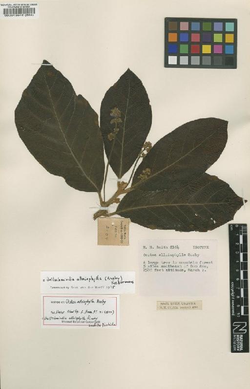 Beilschmiedia alloiophylla (Rusby) Kosterm. - BM000043646