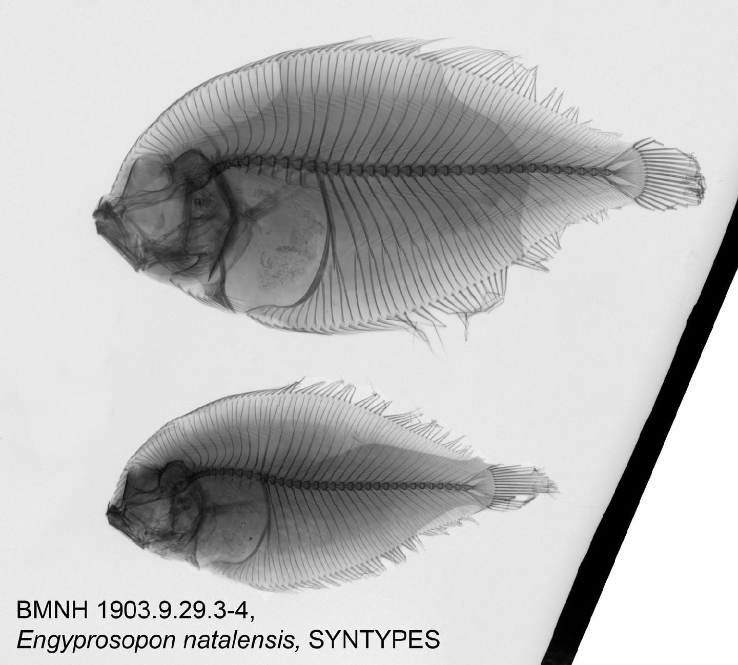 To NHMUK collection (Engyprosopon natalensis Regan, 1920; SYNTYPE(S); NHMUK:ecatalogue:3125435)
